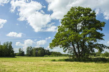 Big deciduous tree and a dry meadow