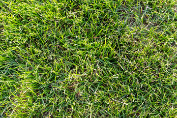 Green natural grass.