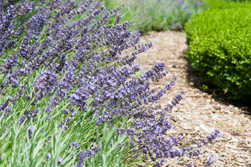 lavendar growing in a garden