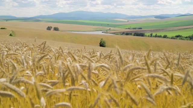 Field of golden colored barley with typical countryside of Spis region in Slovakia and Kralova hola mountain in background. Sunny summer day.