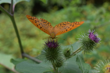 Ein Schmetterling sitzt auf einer Pflanze im Wald!