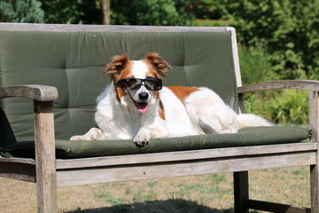 Hund liegt auf einer Bank mit Sonnenbrille