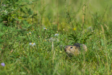 Hidden gophers in the grass