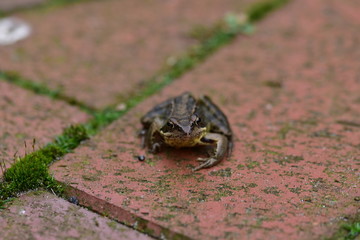 Frosch