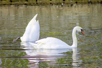 Swans swimming in a lake reservoir in  park.