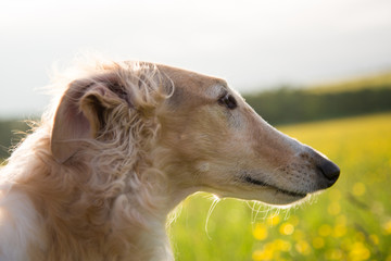 Profile Portrait of russian borzoi dog on a green and yellow field background.