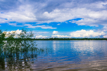A young green cane grows in the river against a blue sky background