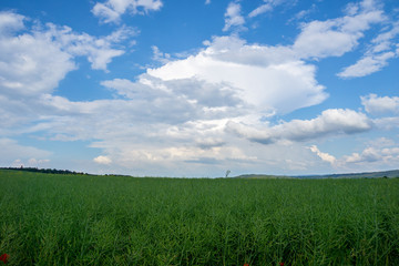Dramatic thunderstorm sky over green field of rape