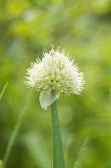 Onion blooming in the garden over natural green background.