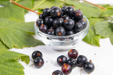 Leaves and berries of black currant.