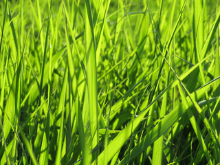 Fresh green grass texture in sunlight, selective focus. Bright green nature background for design