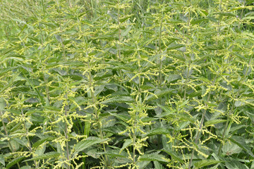 wild green nettle plant texture top view