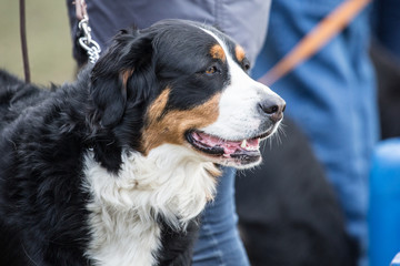 Portrait of a Swiss bouvier dog living in belgium