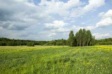 Fototapeta premium Yellow flowers on a large meadow near the forest and rainy clouds