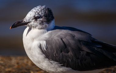 Seagull Close Up