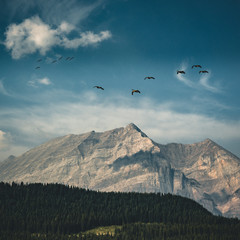Flying Canadian geese on a blue sky over the Rocky mountains and Bow lake coniferous woods. Rocky mountains, Alberta, Canada