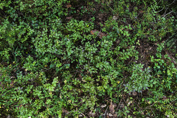 green forest grass gerbal background