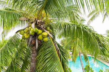 Fototapeta premium Fresh Coconut green and brown on the tree for the juice, food, beverage and drink.