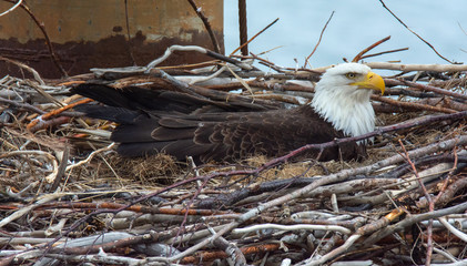 Bald Eagle sitting in nest - 214494376