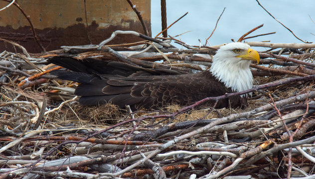 Bald Eagle Sitting In Nest