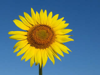 Blooming sunflower isolated on clear blue sky background