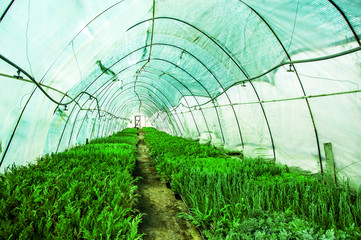 small house greenhouse for growing juniper, summer