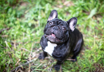 French Bulldog playing outside