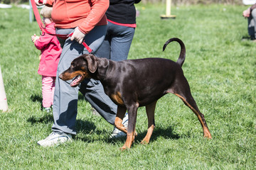 Portrait of a doberman dog living in belgium