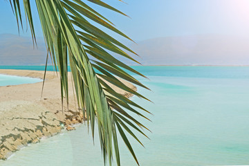 leaf of a palm tree on the background of the Dead Sea in Israel. Road to Jordan by the Dead Sea.