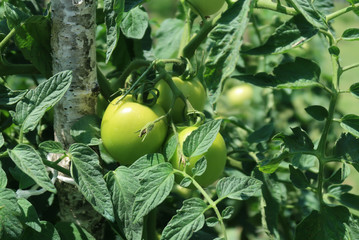 Tomatoes