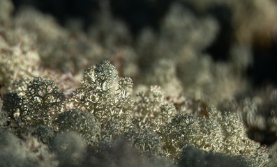 delicate structure of a growing lichen