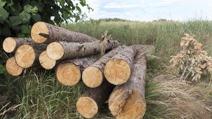 Cut wood logs for the garden fence or children's swing. Cut pine, wood texture