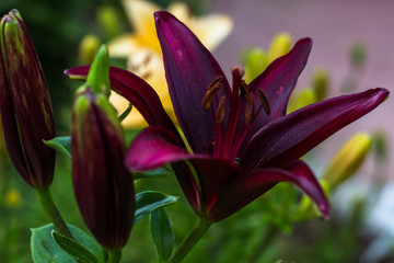 The bush is a lily of maroon color. Lily buds. Close-up