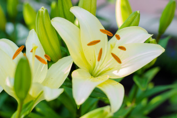 Beautiful flowers of a white lily in a green garden. Bouquets of lilies