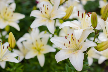 Obraz na płótnie Canvas A bush of a white lily. White lilies are defocused. White flower, natural background
