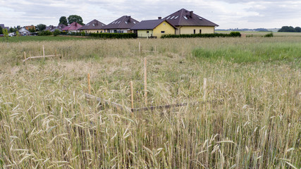 A surveyor's outline of a singlace-family home in a field of grain