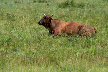 Brown cow with horns lying down