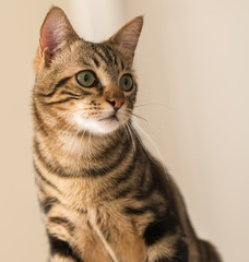 Beautiful feline cat at home. Domestic animal