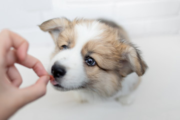 Cute Puppy  eating from a hand on white background. Calm beautiful puppy dog