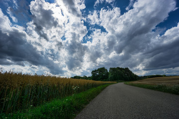 Road between fields of oat ahead of green trees and intense cloudscape