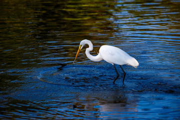 White Egret Fishing