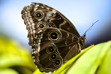 Mariposa Morpho