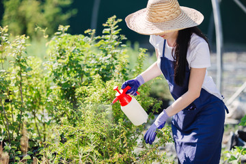 Beautiful gardener woman in straw hat sprinkles plants from a garden sprayer