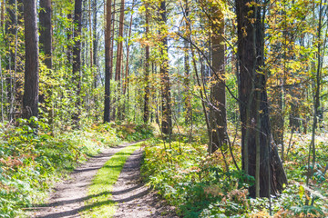 Fototapeta premium Forest road in the early autumn