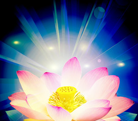 Fleur de Lotus rose - lumière