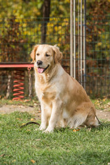 Portrait of a golden retrievers dog living in belgium