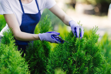 Woman uses gardening tool to trim hedge, cutting bushes with garden shears