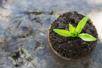 young plant in wooden pot