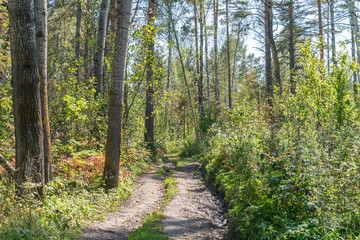 Forest road in the early autumn