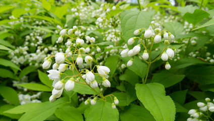 garden of lily blossom